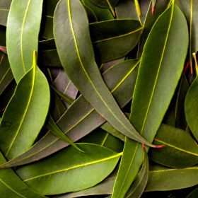 Eucalipte de la botiga