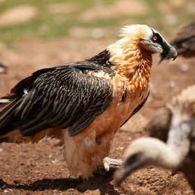 Més que cures - bàsic 10 IMATGE PRINCIPAL PALPALAMUNTANYA