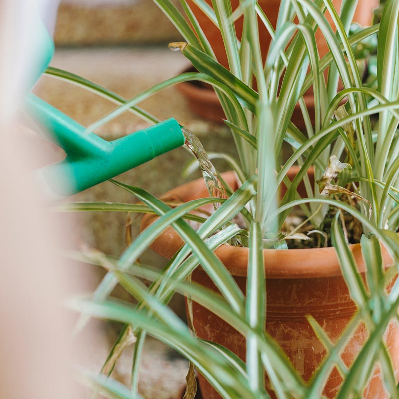 Neteja ecològica domicili 2 Neteja ecològica domicili - Imatge 2