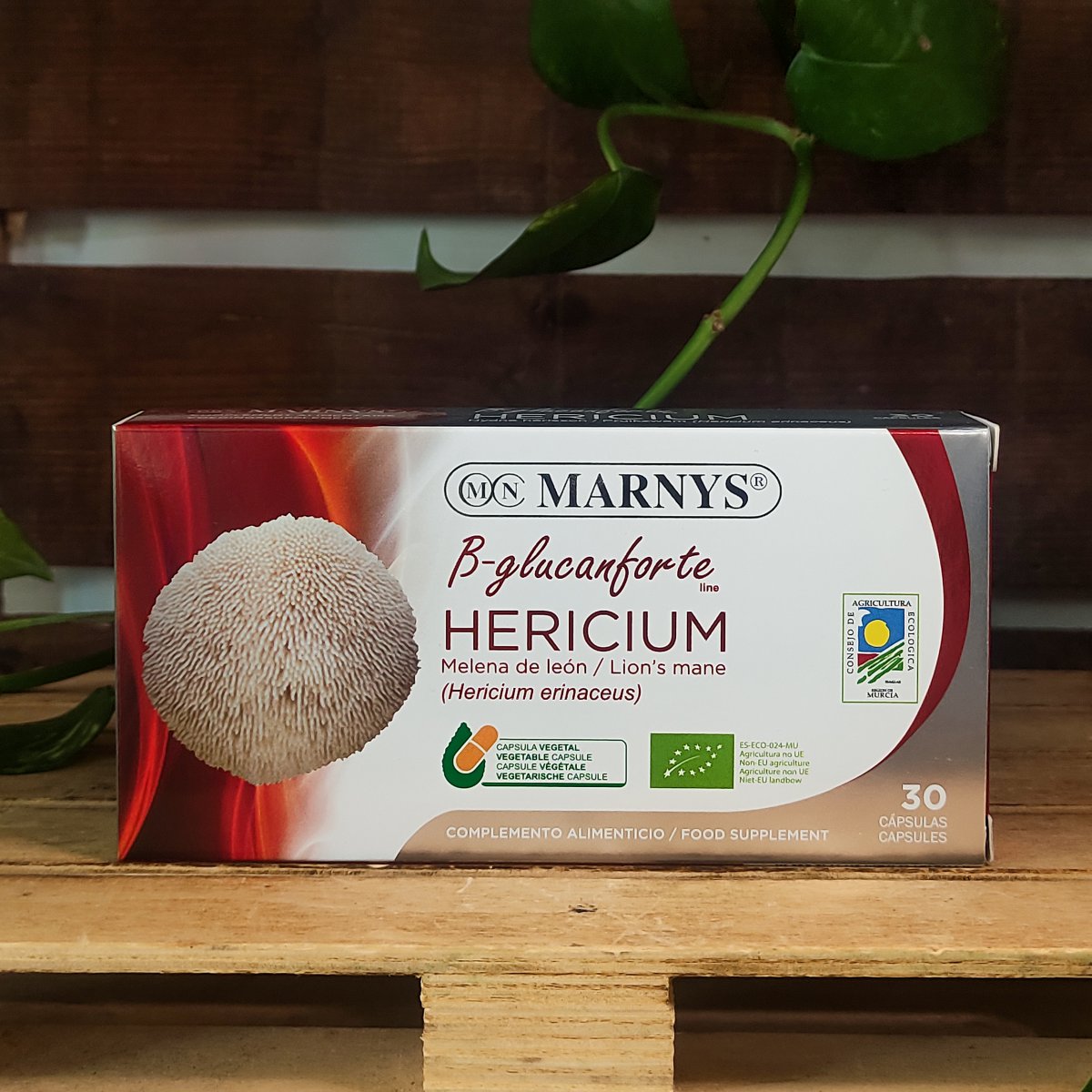 HERICIUM (cabellera de lleó) 1 HERICIUM (cabellera de lleó)