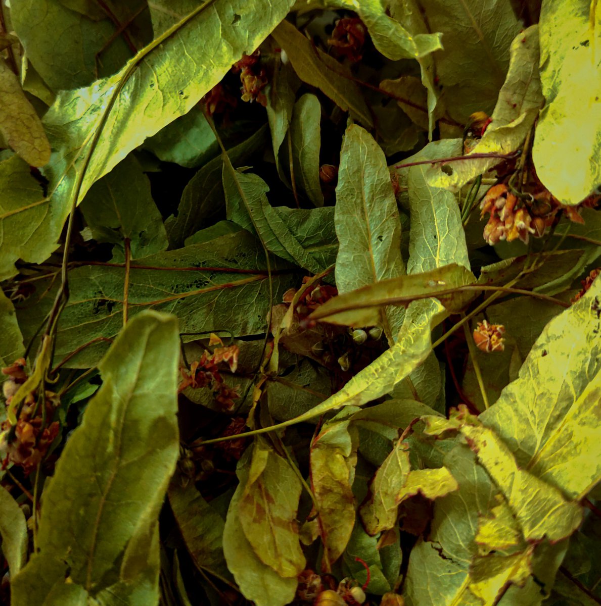 TIL·LA TILA FULLA SENCERA 1 Til·la de la botiga